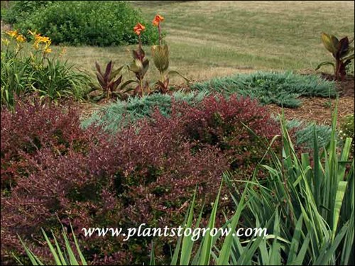 Crimson Pygmy Barberry